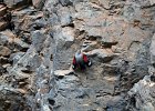 Rotskruiper (Wallcreeper) (Tichodroma muraria) - Yolin Am 22-08-2016 (15)